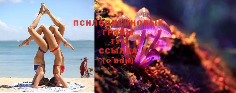 Псилоцибиновые грибы Magic Shrooms  Мурманск 